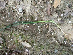 Allium schoenoprasum