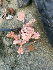 Arthrocardia corymbosa