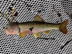 River Chub photo 4
