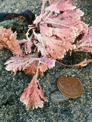 Arthrocardia corymbosa