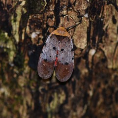 Penthicodes atomaria