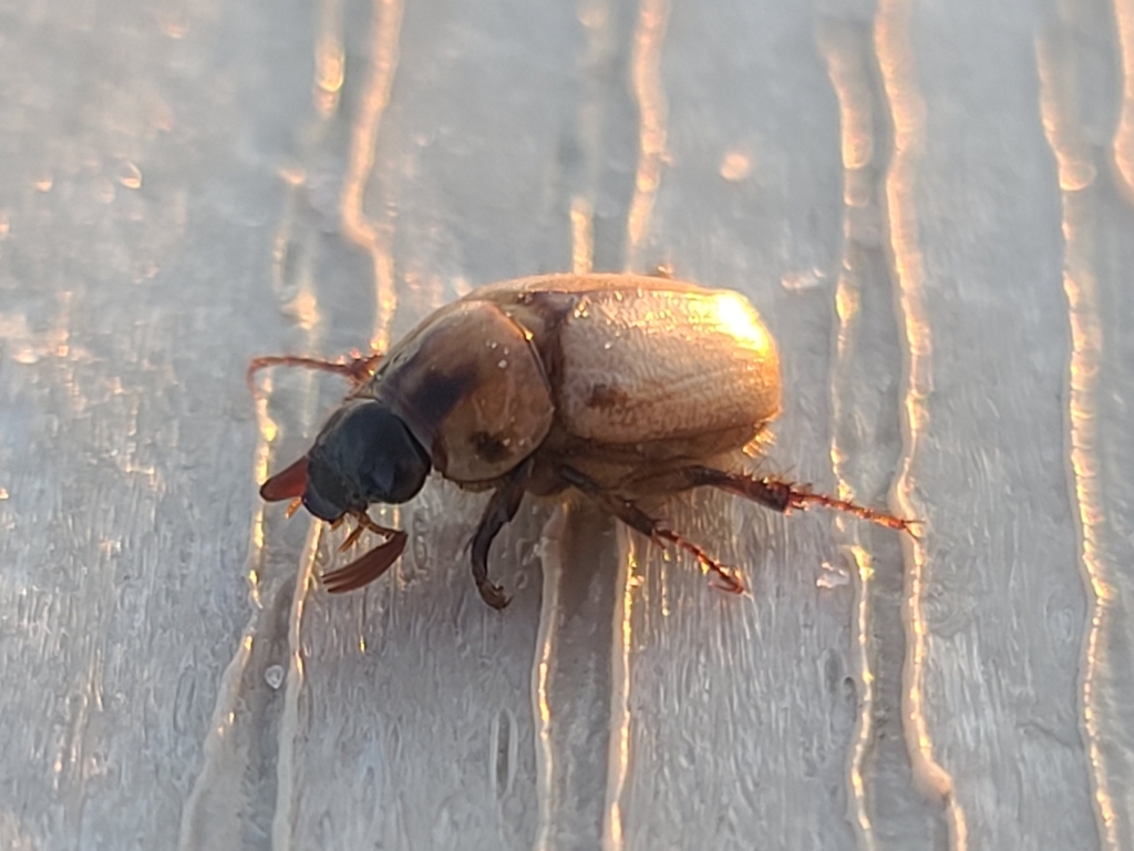 Southern Masked Chafer from Alabama Point East, Orange Beach, AL, USA ...