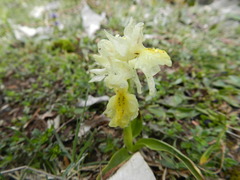 Orchis pauciflora