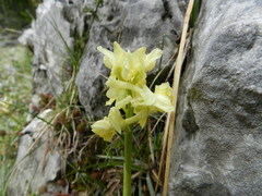 Orchis pauciflora