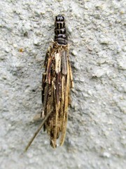 Canephora hirsuta