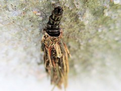 Canephora hirsuta