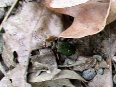 Cicindela campestris