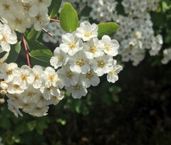 Spiraea thunbergii