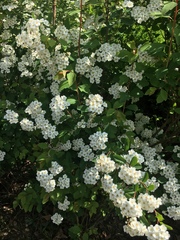 Spiraea thunbergii