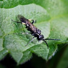 Macrophya alboannulata