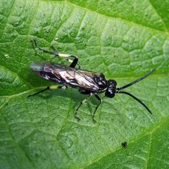 Macrophya alboannulata
