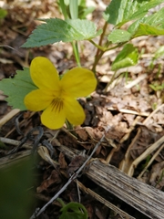 Viola uniflora