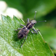 Andrion regensteinense