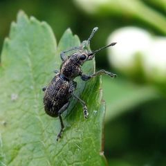 Andrion regensteinense