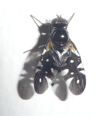 Oxyaciura tibialis
