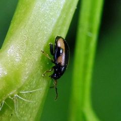 Phyllotreta ochripes