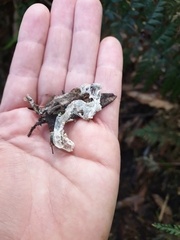 Diplodactylidae