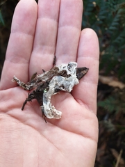 Diplodactylidae