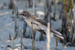 Rhipidura phasiana
