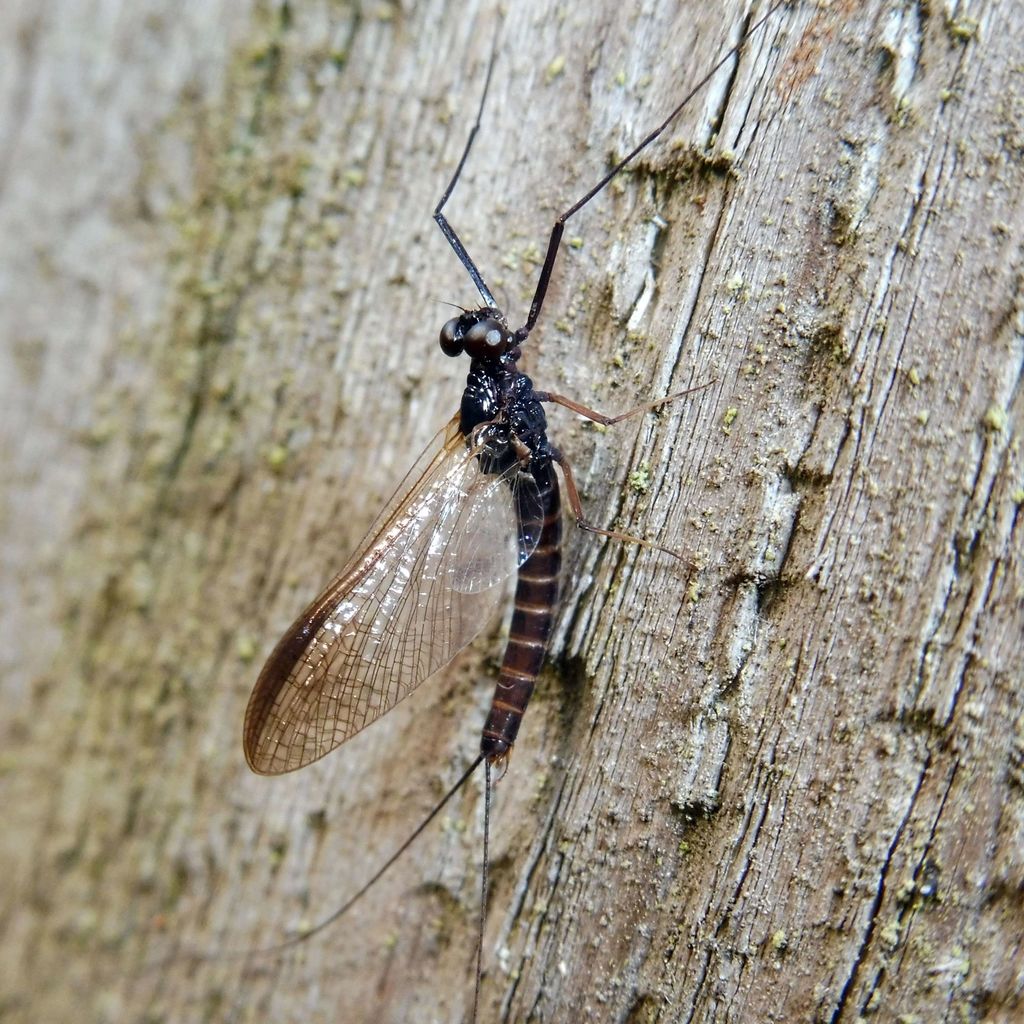 Sepia Dun (Leptophlebia marginata)  iNaturalist