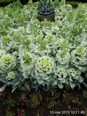 Brassica oleracea