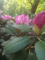 Rhododendron