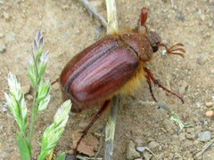 Holochelus