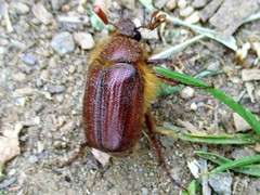 Holochelus
