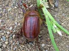 Holochelus