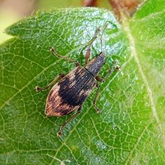 Polydrusus tereticollis