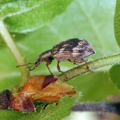 Polydrusus tereticollis