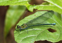 Mnais andersoni