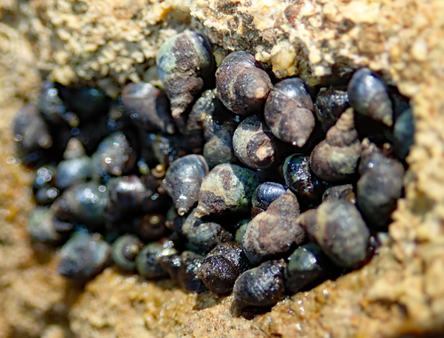 Austrolittorina cincta