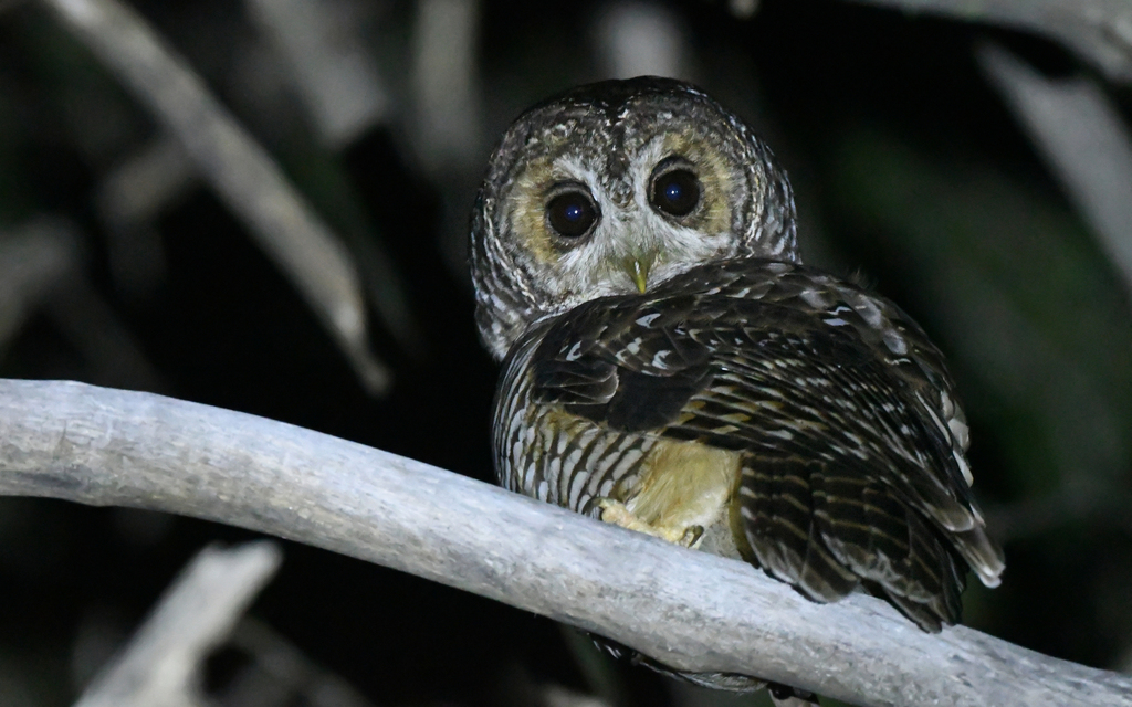 Rufous-legged Owl (Strix rufipes) photo