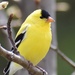 American Goldfinch - Photo (c) Martine Blanchette, some rights reserved (CC BY-NC), uploaded by Martine Blanchette