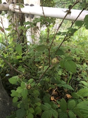 Rubus