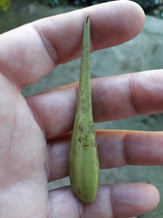 Periplocoideae