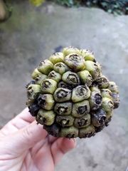 Cussonia sphaerocephala