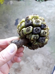 Cussonia sphaerocephala