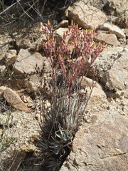 Dudleya saxosa