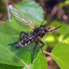 Empis tessellata