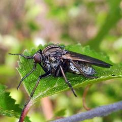 Empis tessellata