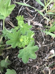 Alchemilla micans