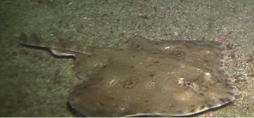 Starry skate (Raja stellulata) — Rajidae — 5