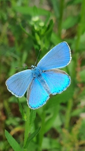 Adonis Blue photo 6