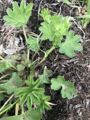 Alchemilla micans