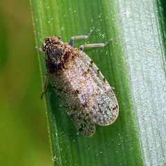 Tachycixius pilosus