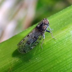 Tachycixius pilosus