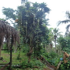 Barringtonia procera