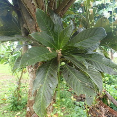 Barringtonia procera
